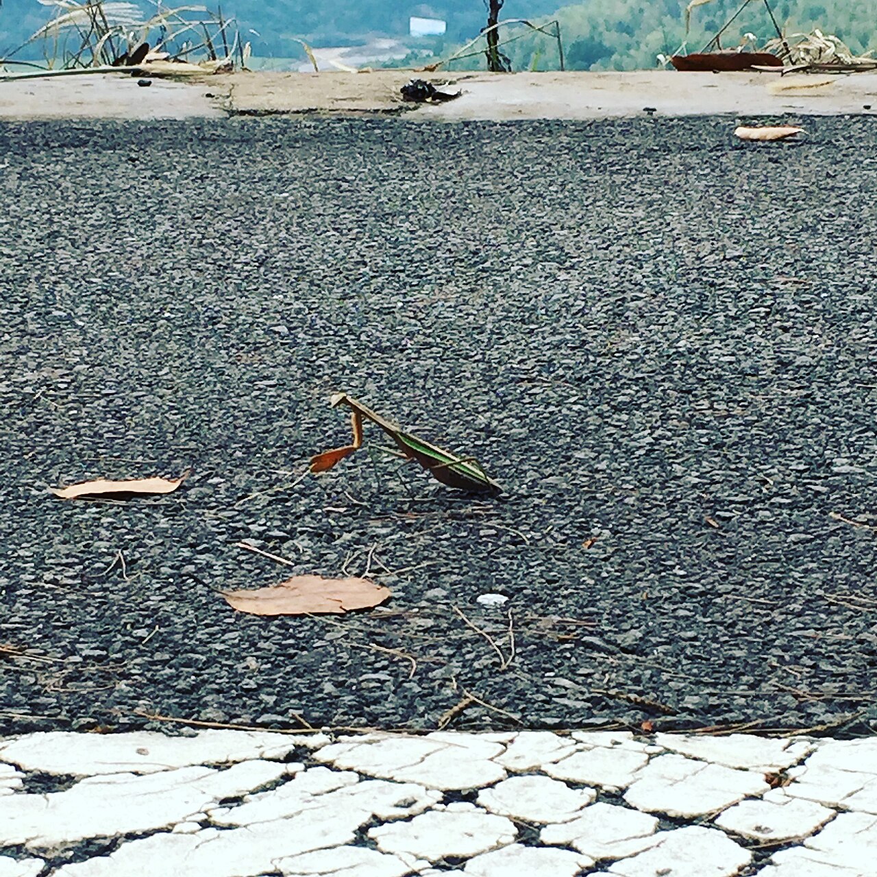 The Hitch-Hiker